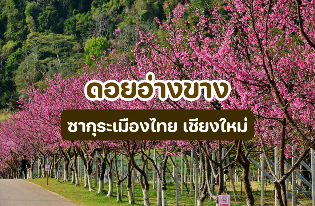 ดอยอ่างขาง ซากุระเมืองไทย เชียงใหม่