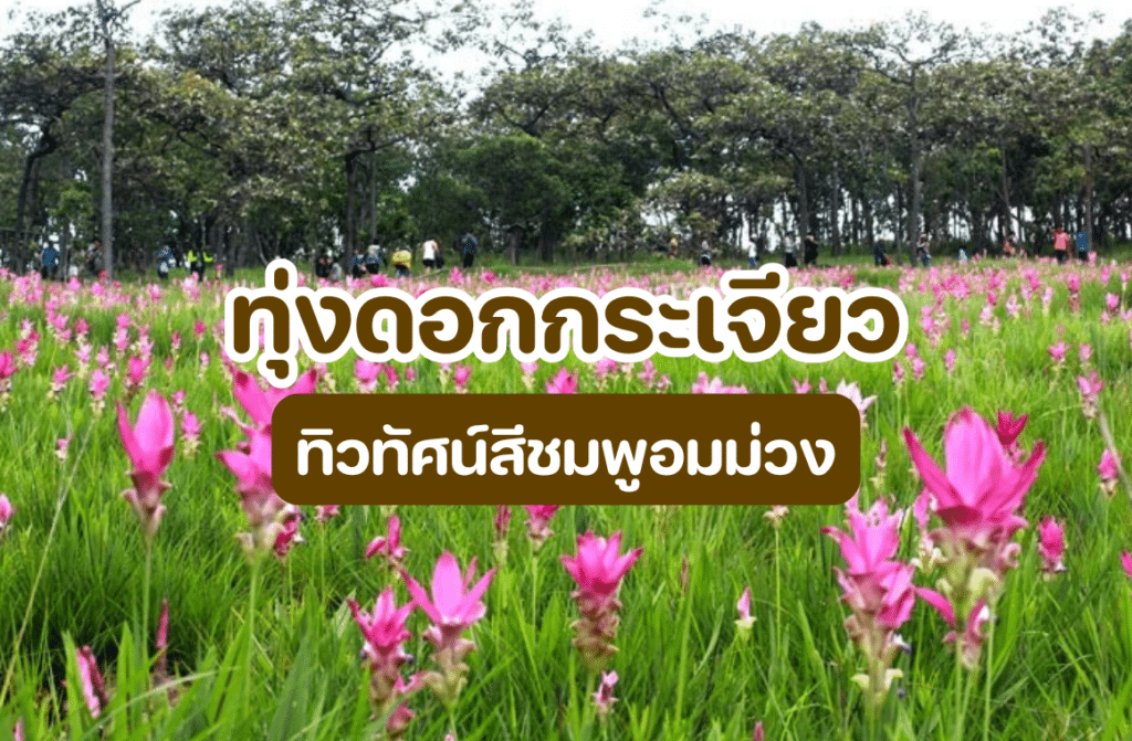 ทุ่งดอกกระเจียว