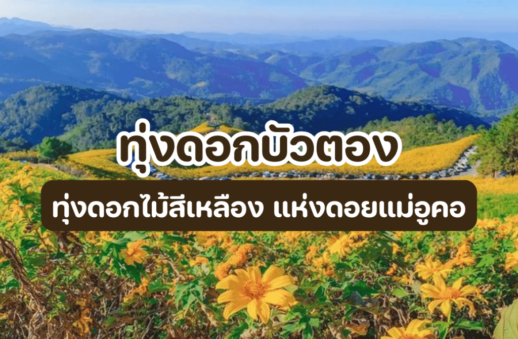 ทุ่งดอกบัวตอง ดอยแม่อูคอ