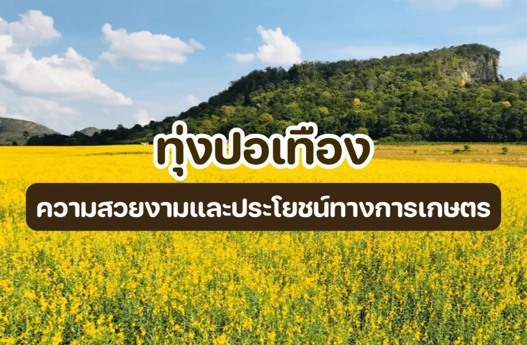 ทุ่งปอเทือง