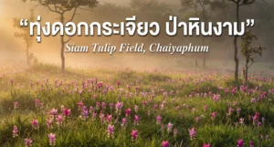 ทุ่งดอกกระเจียว อุทยานแห่งชาติป่าหินงาม ชัยภูมิ: