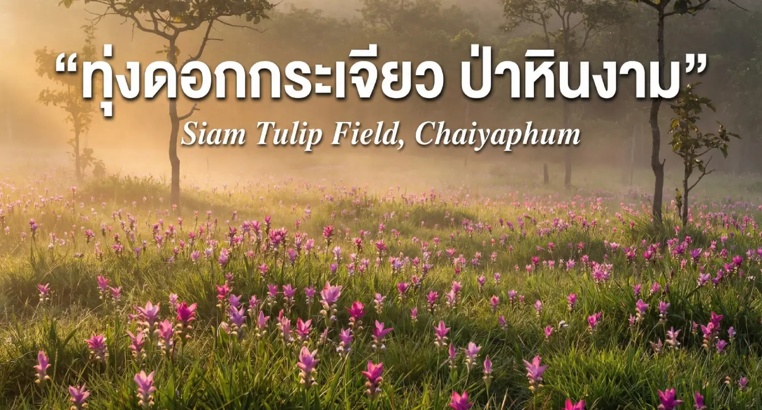 ทุ่งดอกกระเจียว อุทยานแห่งชาติป่าหินงาม ชัยภูมิ: