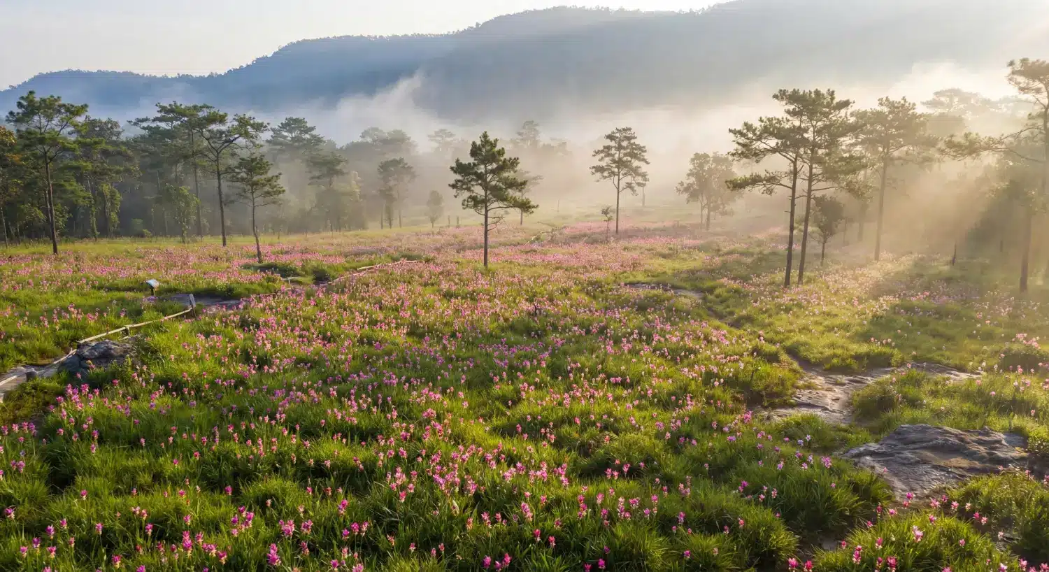 ท่องเที่ยว ทุ่ง ดอก กระเจียว อุทยานแห่งชาติ ไทรทอง