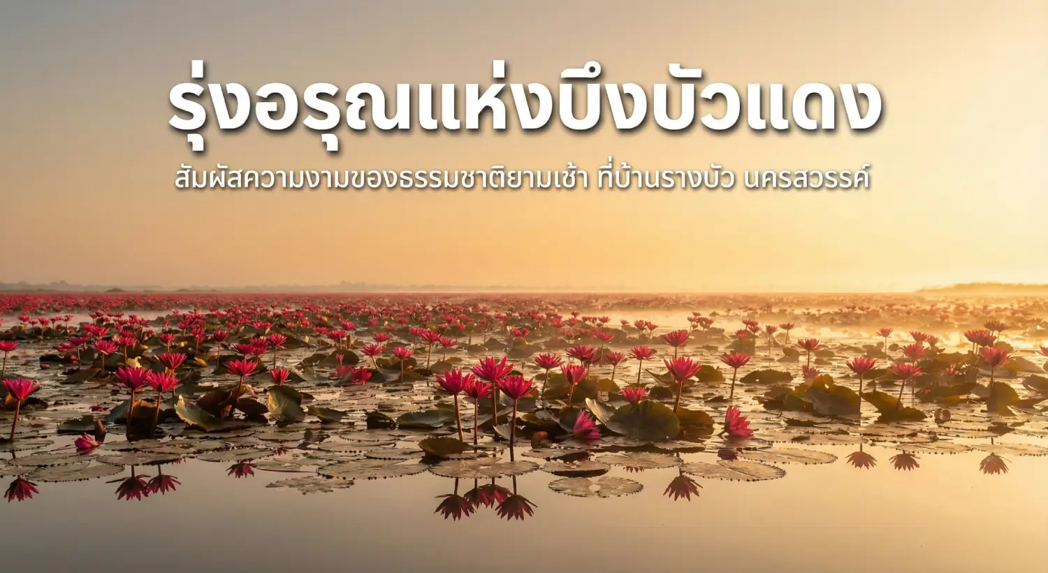 ทุ่งบัวแดง นครสวรรค์